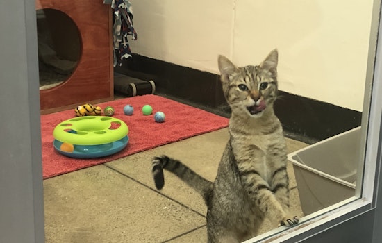 SF SPCA celebrating 155th anniversary, offering free adoptions