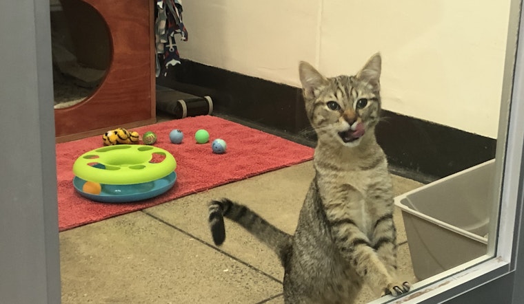 SF SPCA celebrating 155th anniversary, offering free adoptions