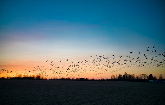 Illinois Hosts Massive 8.5 Million Bird Migration Through Chicago, Urban Hazards Threaten Safety