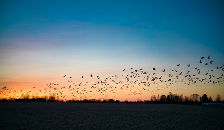 Illinois Hosts Massive 8.5 Million Bird Migration Through Chicago, Urban Hazards Threaten Safety