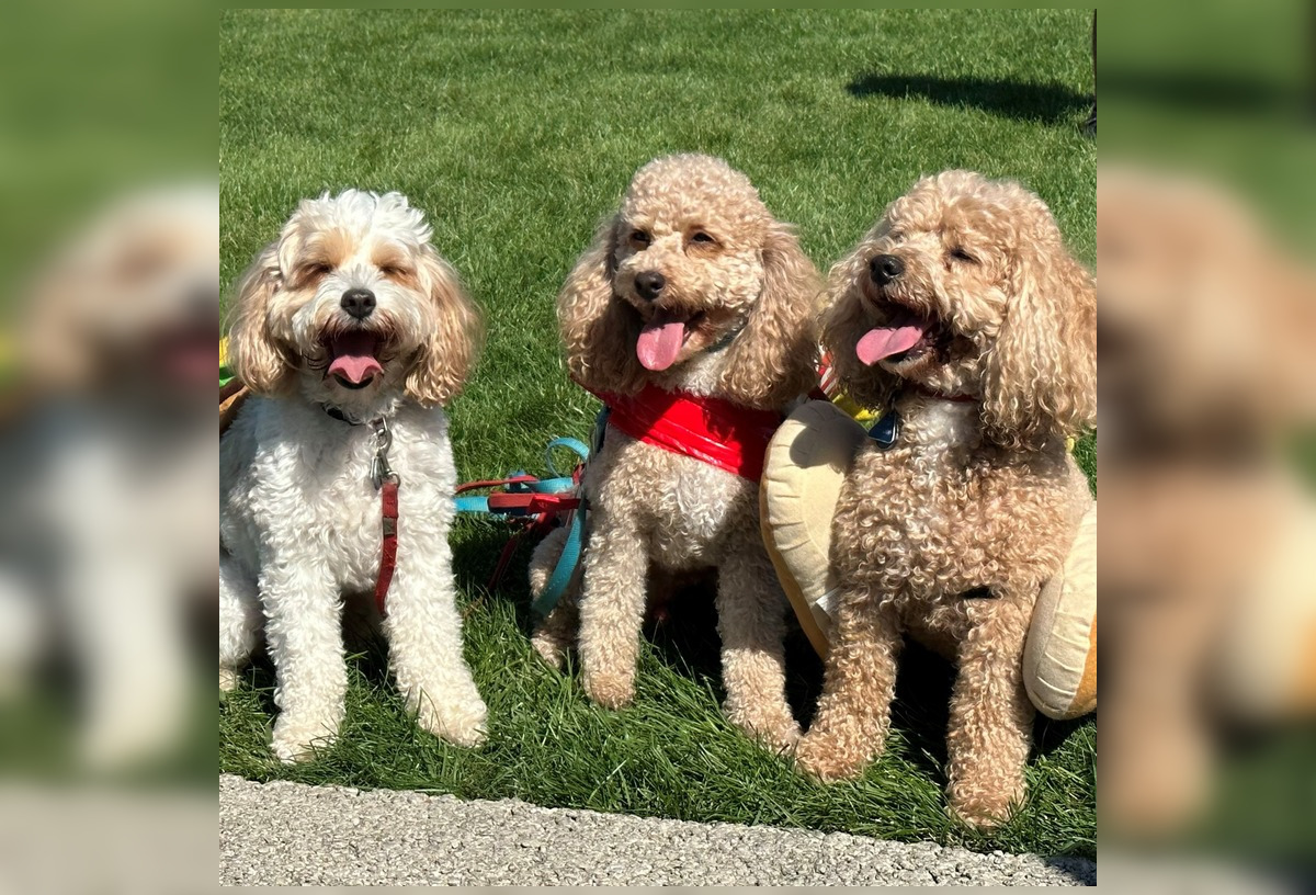 Dogs have their day at Aurora Pooch Parade