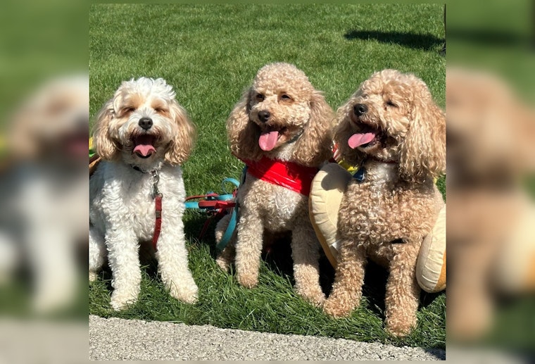 Aurora Pooch Parade: A Celebration of Community, Connectivity, and Canine Companions
