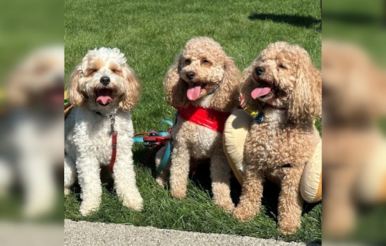 Aurora Pooch Parade: A Celebration of Community, Connectivity, and Canine Companions