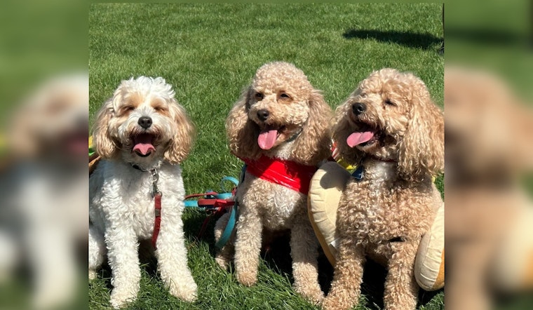 Aurora Pooch Parade: A Celebration of Community, Connectivity, and Canine Companions