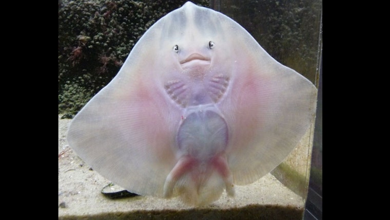 San Diego Aquarium Showcases Ravioli-Sized Newborn Big Skates