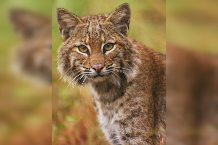 Riverside County Officers Rescue Bobcat from Illegal Trap