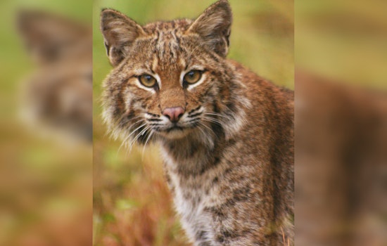 Riverside County Officers Rescue Bobcat from Illegal Trap