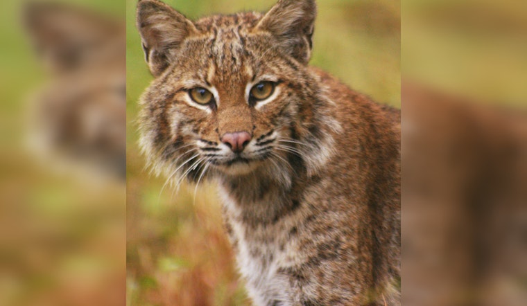 Riverside County Officers Rescue Bobcat from Illegal Trap