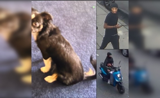 Boston Police Seek Public's Help in Identifying Suspect in Stolen Dog Case at Washington Park Mall