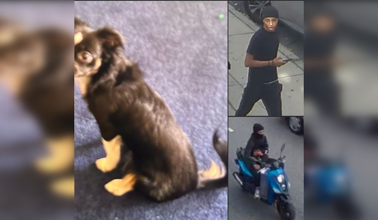 Boston Police Seek Public's Help in Identifying Suspect in Stolen Dog Case at Washington Park Mall