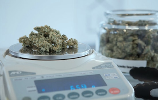 California Governor Newsom Nips Cannabis Cafe Bill in the Bud, What Does This Mean for LA?