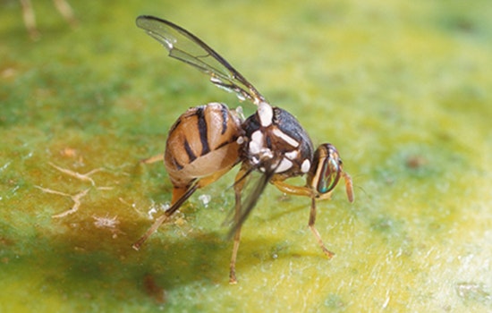 California's Battle Against Invasive Oriental Fruit Fly Threatens Agriculture in Redlands-Yucaipa Area