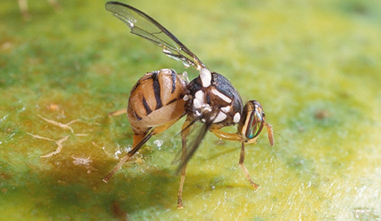 California's Battle Against Invasive Oriental Fruit Fly Threatens Agriculture in Redlands-Yucaipa Area