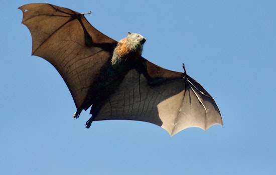 Seen More Bats Around Chicago? No Cause for Alarm as Seasonal Migration Helps Manage Other Pests