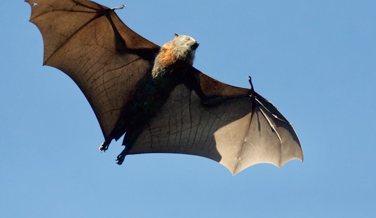 Seen More Bats Around Chicago? No Cause for Alarm as Seasonal Migration Helps Manage Other Pests