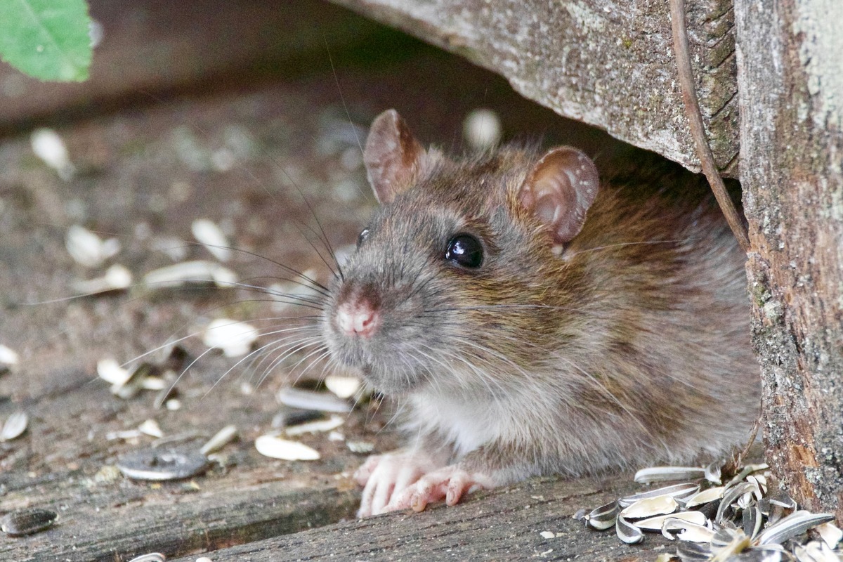 Chicago Crowned "Rattiest City" for 9th Straight Year, Followed by Los