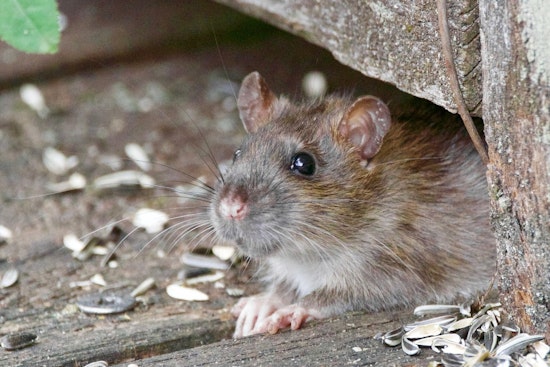 Chicago Crowned "Rattiest City" for 9th Straight Year, Followed by Los Angeles and New York