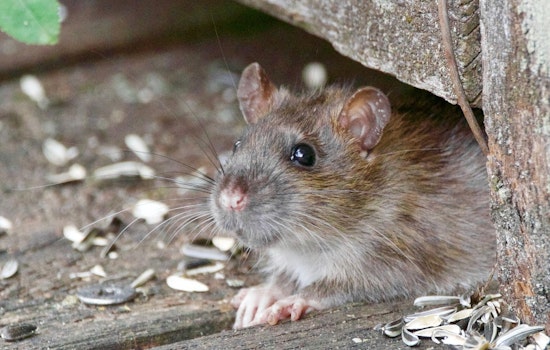 Chicago Crowned "Rattiest City" for 9th Straight Year, Followed by Los Angeles and New York