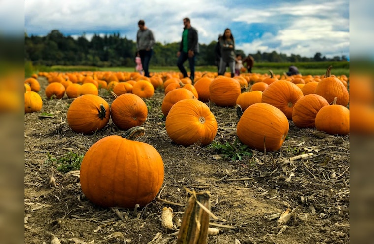 Chicago Embraces Fall Festivities: Pumpkin Patches, Apple Orchards, and Delectable Treats