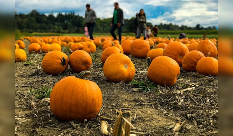 Chicago Embraces Fall Festivities: Pumpkin Patches, Apple Orchards, and Delectable Treats