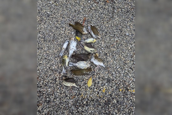 Massive Bird-Fatality Incident at Chicago's McCormick Place Lakeside Center