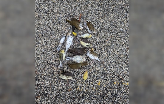 Massive Bird-Fatality Incident at Chicago's McCormick Place Lakeside Center