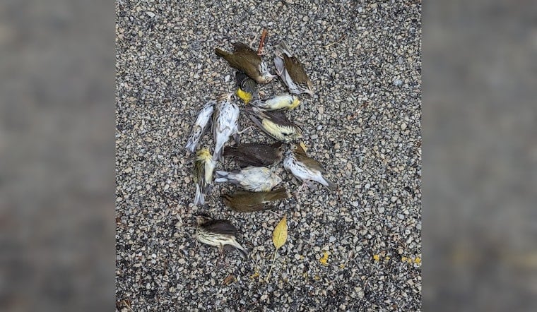 Massive Bird-Fatality Incident at Chicago's McCormick Place Lakeside Center