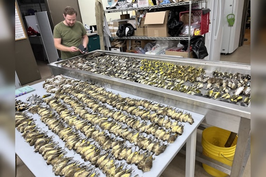 Chicago's McCormick Place Darkens Building to Save Migrating Birds