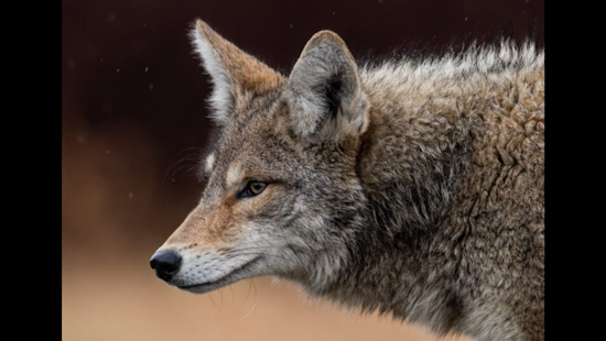 County's Department of Animal Services Shares Guidelines for Peaceful Coexistence with Coyotes