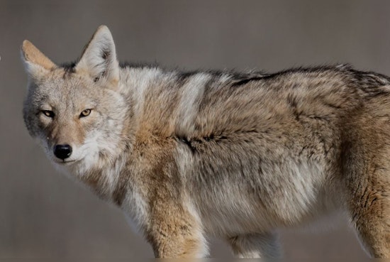 Coyote Encounters on the Rise in Long Beach, Residents Advised to Take Precautions