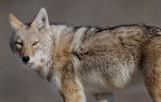 Coyote Encounters on the Rise in Long Beach, Residents Advised to Take Precautions