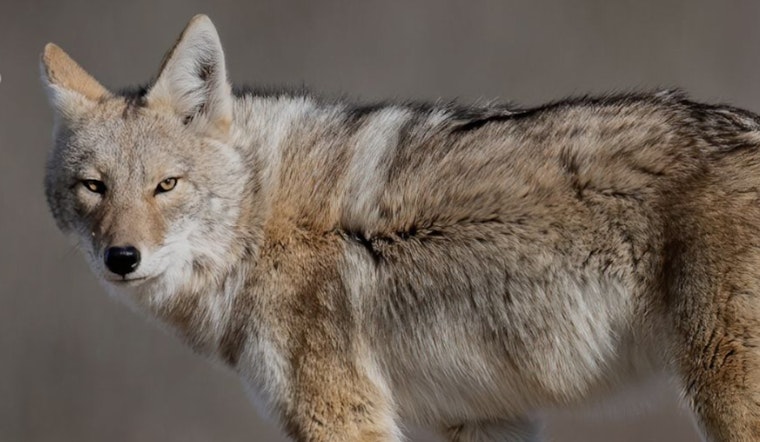 Coyote Encounters on the Rise in Long Beach, Residents Advised to Take Precautions