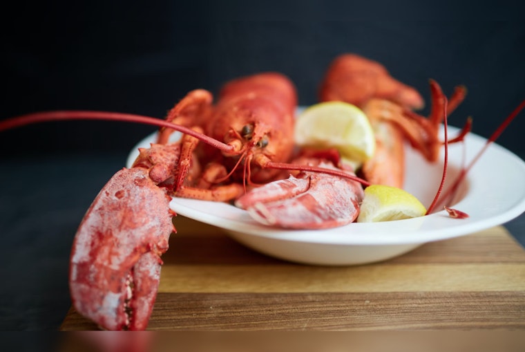 Domoic Acid Levels Drop, Granting Green Light for Safe Lobster