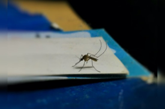 First Non-Travel Related Dengue Case Discovered in a Pasadena Resident, Marking a Rare Infection in California