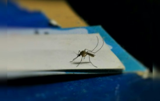First Non-Travel Related Dengue Case Discovered in a Pasadena Resident, Marking a Rare Infection in California