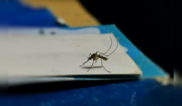 First Non-Travel Related Dengue Case Discovered in a Pasadena Resident, Marking a Rare Infection in California