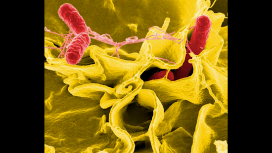 Fresno Raw Milk Producer Linked to Salmonella Cases in San Diego