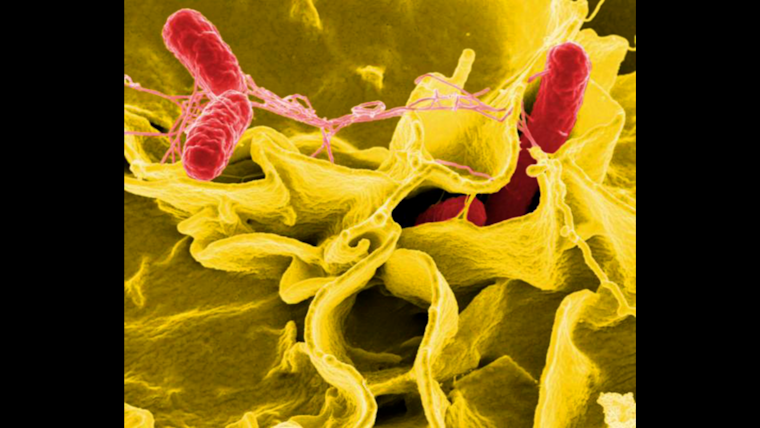 Fresno Raw Milk Producer Linked to Salmonella Cases in San Diego