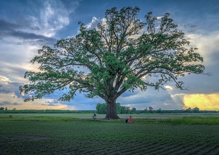 Geneva's Bur Oak Battle: Industrial Park Development Threatens Ancient Trees and Air Quality in Kane County, Illinois