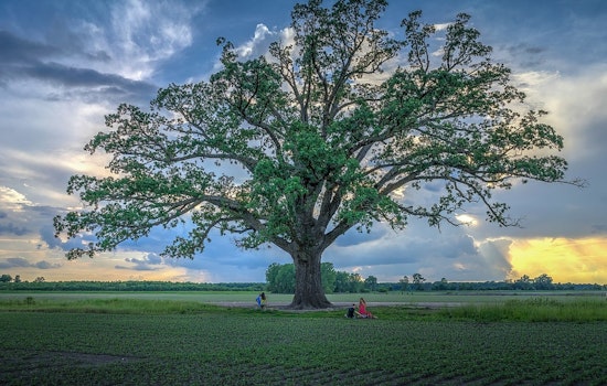 Geneva's Bur Oak Battle: Industrial Park Development Threatens Ancient Trees and Air Quality in Kane County, Illinois