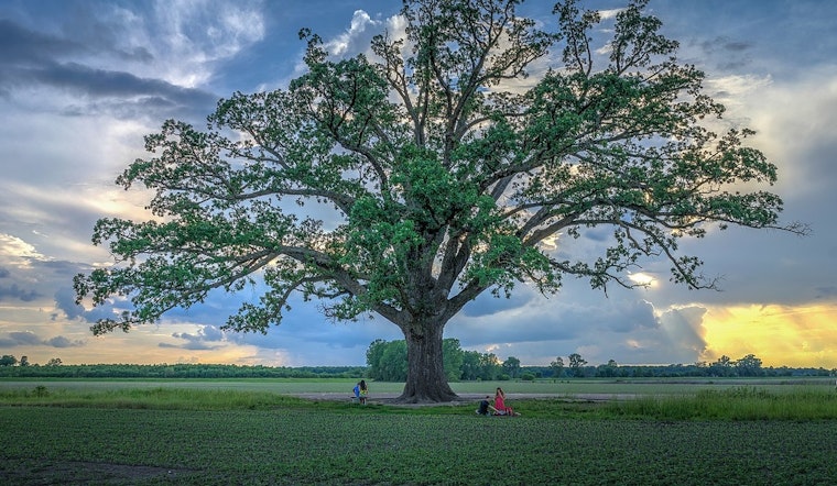 Geneva's Bur Oak Battle: Industrial Park Development Threatens Ancient Trees and Air Quality in Kane County, Illinois