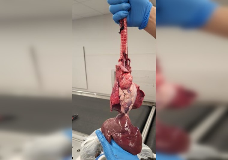 15 Pounds of Raw Goat Organs, Mystery Meat Discovered in Congo Travelers' Luggage at Chicago O'Hare Airport