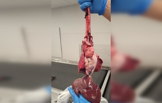 15 Pounds of Raw Goat Organs, Mystery Meat Discovered in Congo Travelers' Luggage at Chicago O'Hare Airport