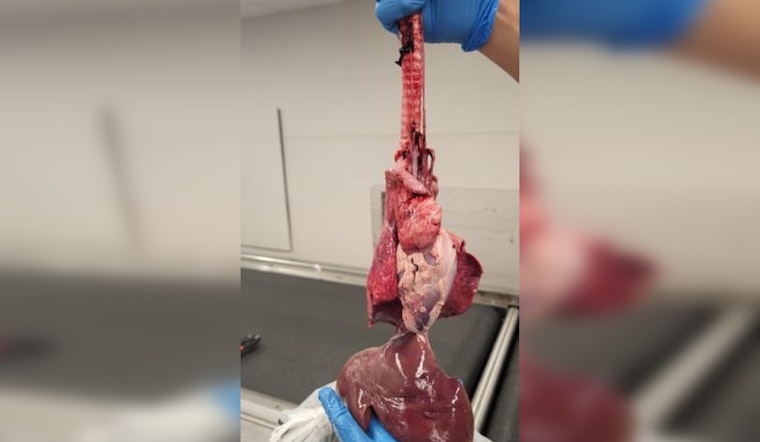 15 Pounds of Raw Goat Organs, Mystery Meat Discovered in Congo Travelers' Luggage at Chicago O'Hare Airport