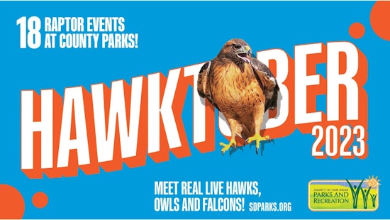 Hawktober Takes Flight in San Diego County, Educating Public on Raptors and Conservation