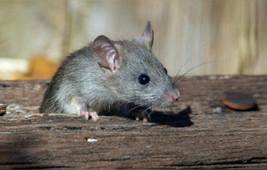 Los Angeles Rises on America's "Rattiest" Cities List, San Francisco, San Diego, and Sacramento Also in the Top 50