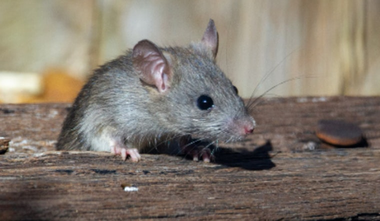 Los Angeles Rises on America's "Rattiest" Cities List, San Francisco, San Diego, and Sacramento Also in the Top 50