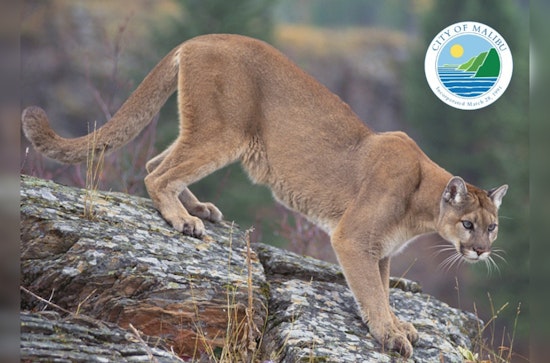 Malibu Hiker Suffers Minor Injuries in Rare Mountain Lion Encounter