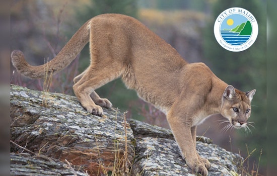 Malibu Hiker Suffers Minor Injuries in Rare Mountain Lion Encounter