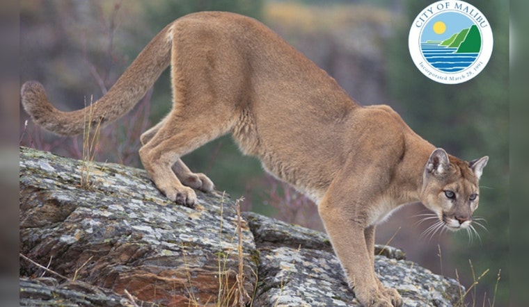 Malibu Hiker Suffers Minor Injuries in Rare Mountain Lion Encounter